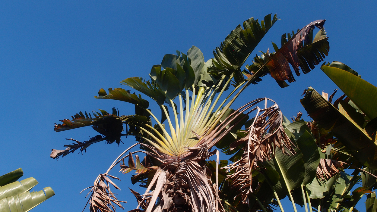 2016-02-14 Tambores de Olokum (Video)